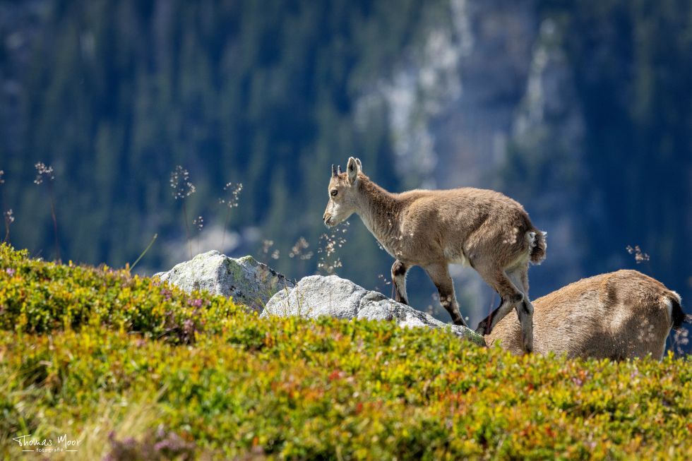Thomas Moor Fotografie für Tier & Landschaftsfotografie
